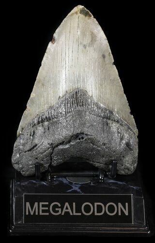 Large, Megalodon Tooth - North Carolina #54772